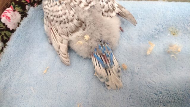 ジャンボセキセイインコ