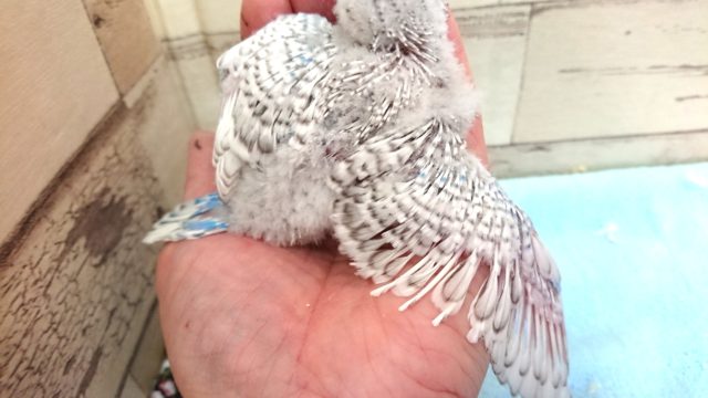 ジャンボセキセイインコ
