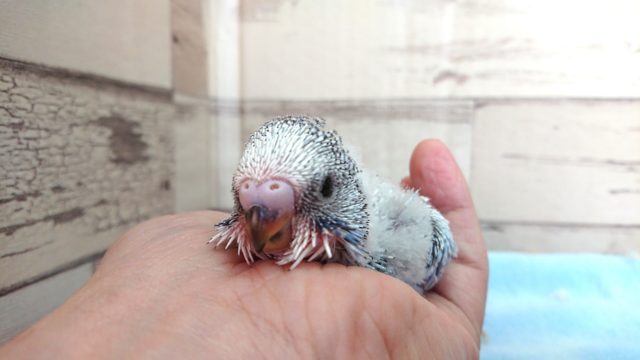 ジャンボセキセイインコ