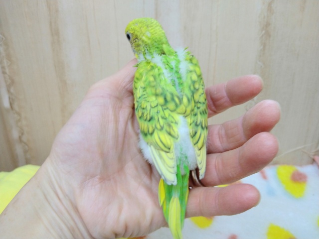 新緑カラーのセキセイインコヒナ来ました! セキセイインコ