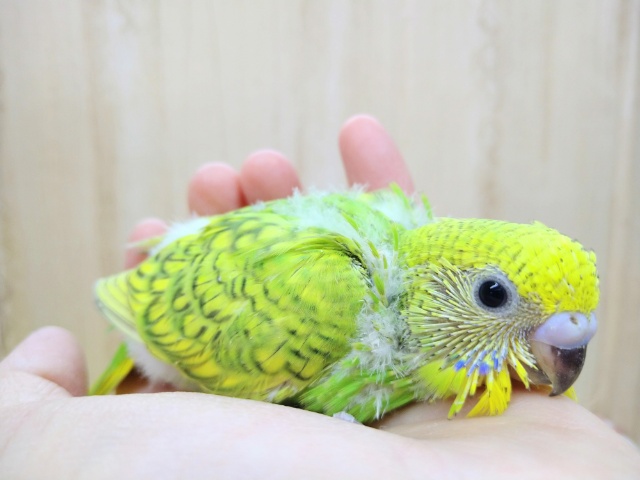 新緑カラーのセキセイインコヒナ来ました! セキセイインコ