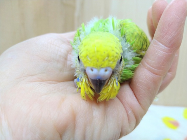 新緑カラーのセキセイインコヒナ来ました! セキセイインコ