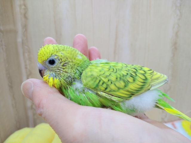 新緑カラーのセキセイインコヒナ来ました! セキセイインコ