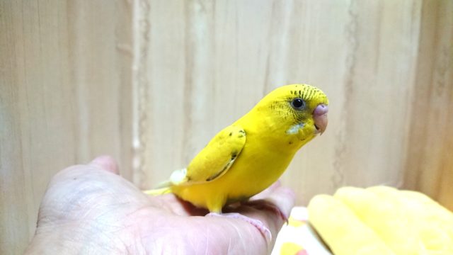 可愛い手乗りセキセイインコさんいますよ〜 セキセイインコ