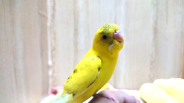 可愛い手乗りセキセイインコさんいますよ〜 セキセイインコ