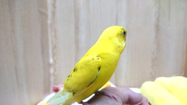 可愛い手乗りセキセイインコさんいますよ〜 セキセイインコ