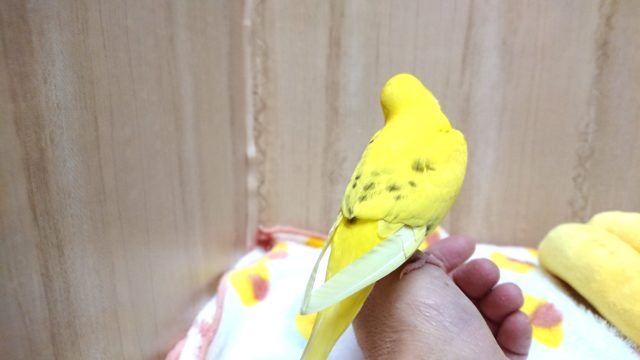 可愛い手乗りセキセイインコさんいますよ〜 セキセイインコ