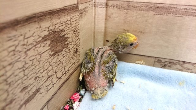 定番人気!!!コザクラインコ タイガーチェリー~~ コザクラインコ(小桜インコ)
