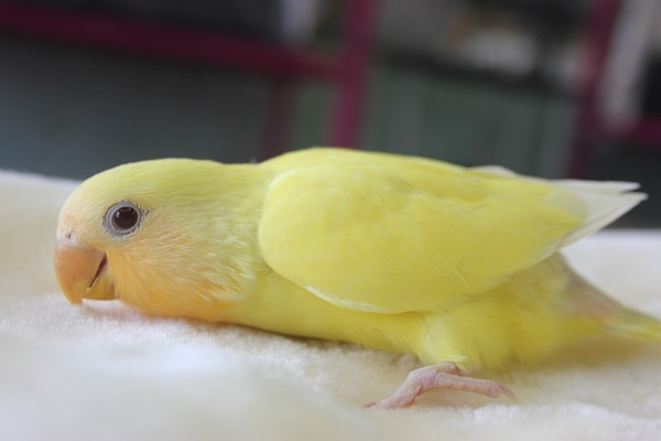 手乗りコザクラインコ(ルチノー)ヒナちゃん★ コザクラインコ(小桜インコ)