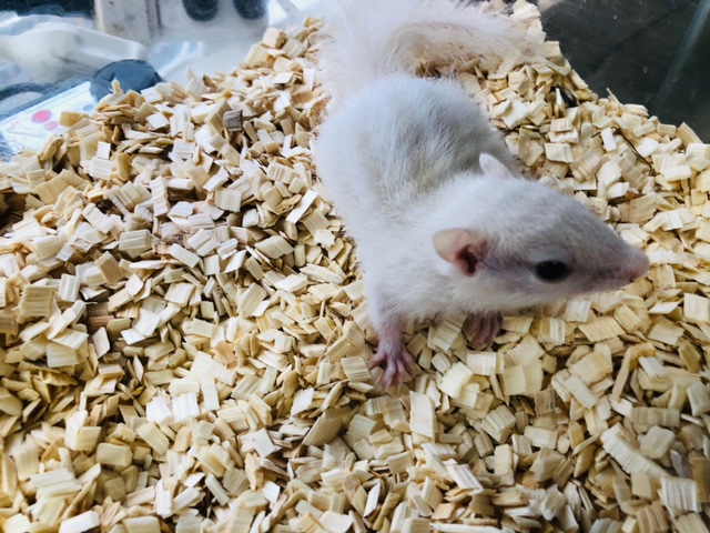 ホワイトシマリス
