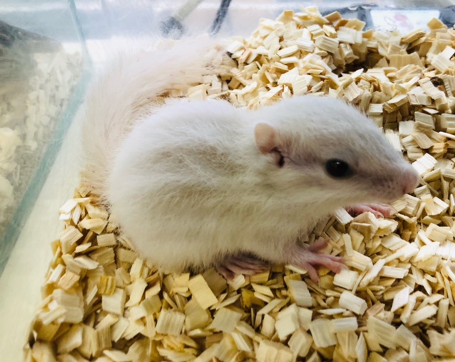 ホワイトシマリス