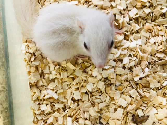ホワイトシマリス