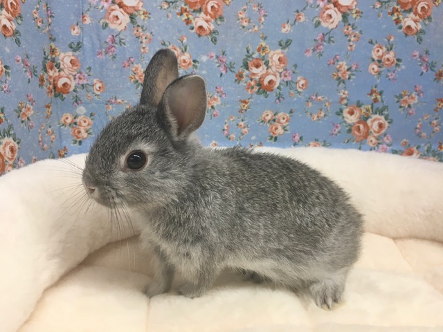 ネザーランドドワーフ