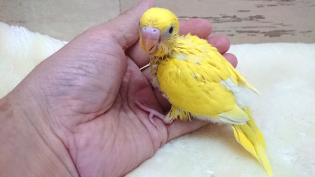 人気ですねっ 黄色の黒目ちゃん♬ セキセイインコ ダブルファクター 2021 9月30日 セキセイインコ