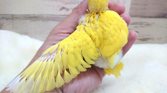 人気ですねっ 黄色の黒目ちゃん♬ セキセイインコ ダブルファクター 2021 9月30日 セキセイインコ