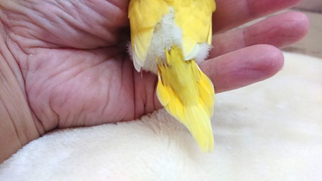人気ですねっ 黄色の黒目ちゃん♬ セキセイインコ ダブルファクター 2021 9月30日 セキセイインコ