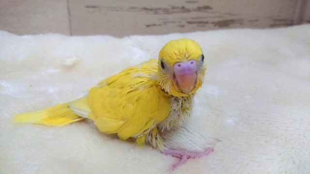 人気ですねっ 黄色の黒目ちゃん♬ セキセイインコ ダブルファクター 2021 9月30日 セキセイインコ