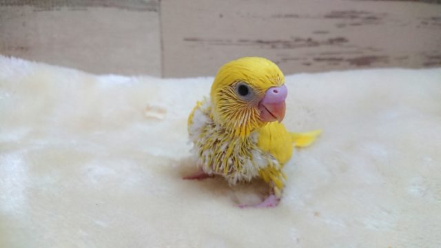 人気ですねっ 黄色の黒目ちゃん♬ セキセイインコ ダブルファクター 2021 9月30日 セキセイインコ