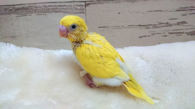 人気ですねっ 黄色の黒目ちゃん♬ セキセイインコ ダブルファクター 2021 9月30日 セキセイインコ