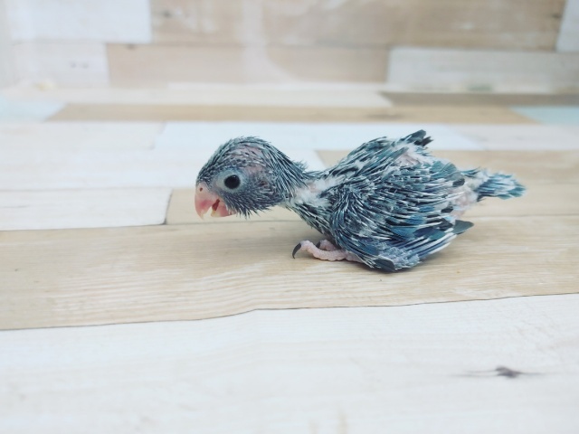 元気っ子!!マメルリハ♀入荷しました~♥️ マメルリハ