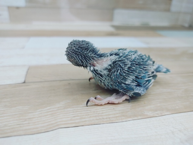 元気っ子!!マメルリハ♀入荷しました~♥️ マメルリハ