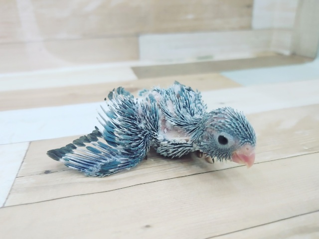 元気っ子!!マメルリハ♀入荷しました~♥️ マメルリハ