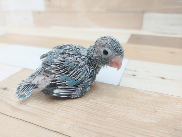 元気っ子!!マメルリハ♀入荷しました~♥️ マメルリハ
