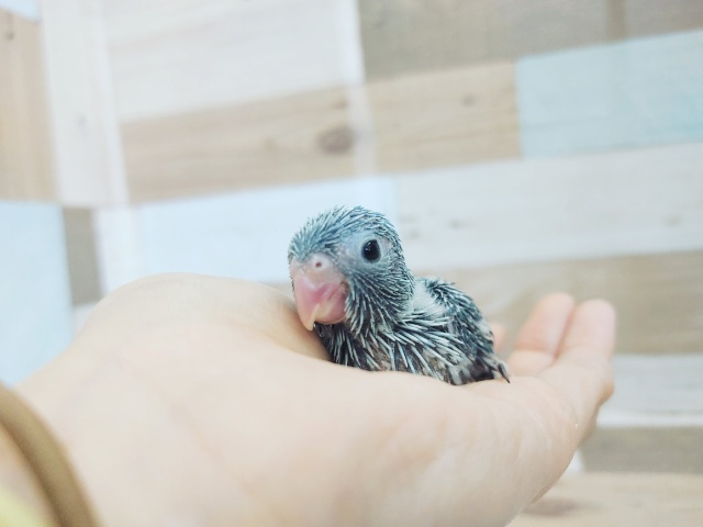 元気っ子!!マメルリハ♀入荷しました~♥️ マメルリハ