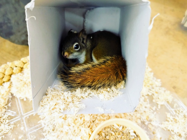 お早めに~!!!アメリカアカリスの男の子が入荷いたしました💓 アメリカアカリス