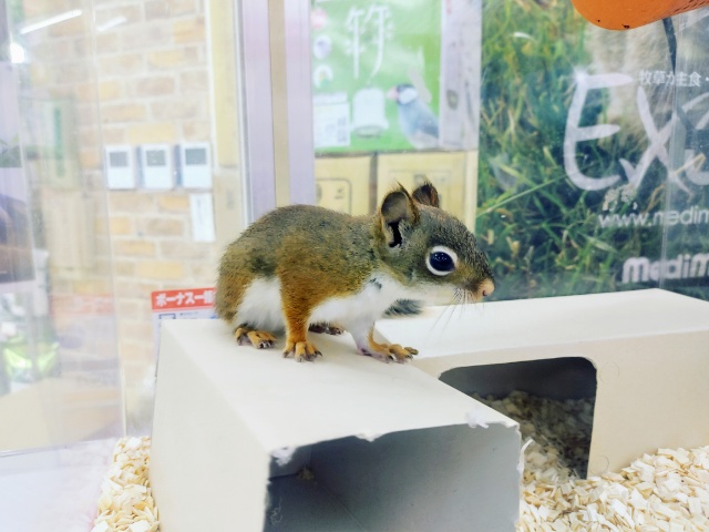 お早めに~!!!アメリカアカリスの男の子が入荷いたしました💓 アメリカアカリス