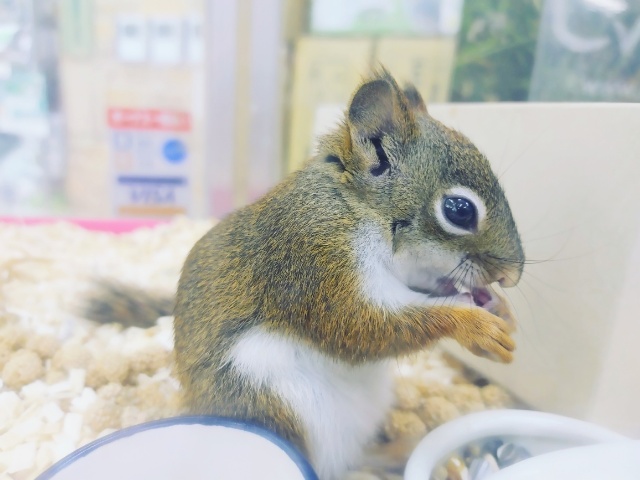 お早めに~!!!アメリカアカリスの男の子が入荷いたしました💓 アメリカアカリス