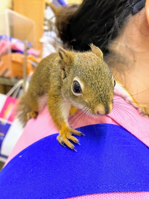 お早めに~!!!アメリカアカリスの男の子が入荷いたしました💓 アメリカアカリス