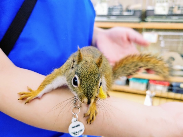 お早めに~!!!アメリカアカリスの男の子が入荷いたしました💓 アメリカアカリス