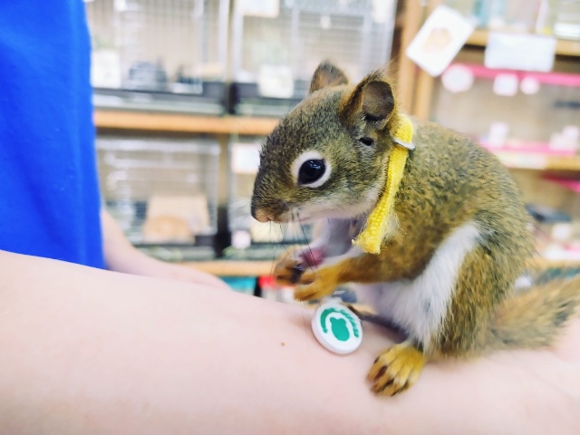 お早めに~!!!アメリカアカリスの男の子が入荷いたしました💓 アメリカアカリス