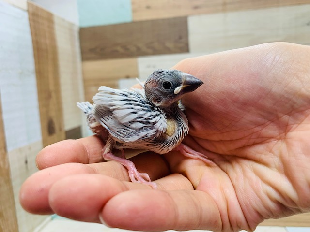 シルバー文鳥