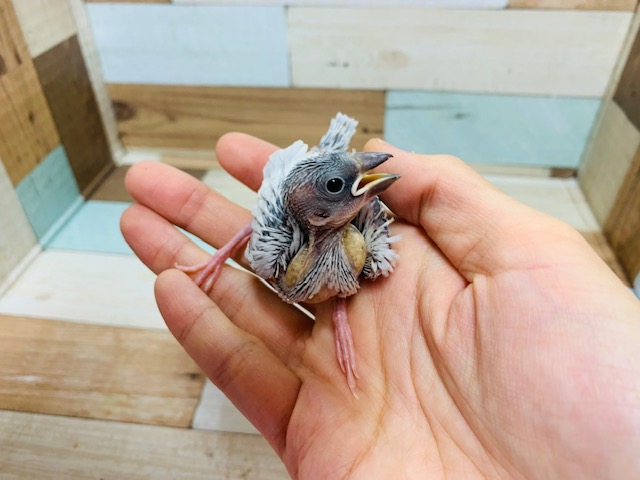 シルバー文鳥