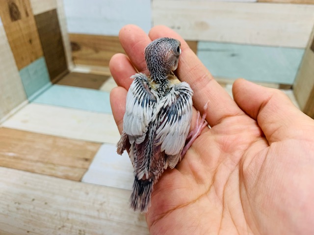 スンッとした表情も可愛い♡シルバー文鳥さん!! シルバー文鳥