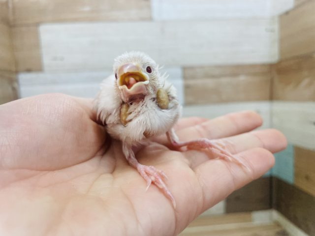 シルバーイノ文鳥
