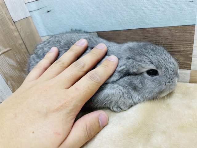 ロップイヤーラビット