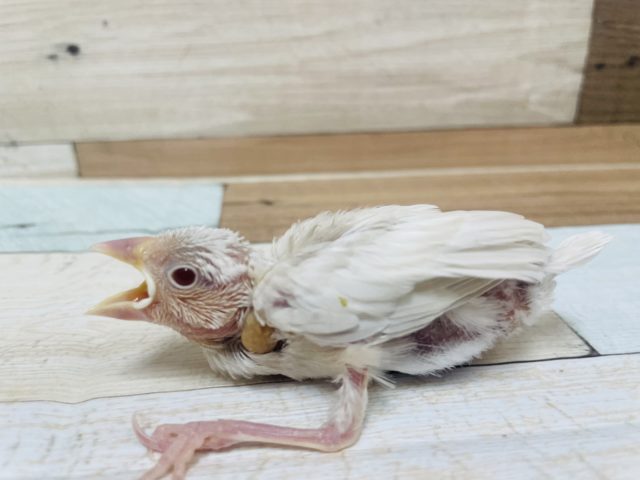 シルバーイノ文鳥
