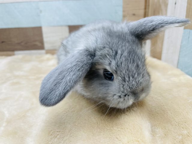ロップイヤーラビット