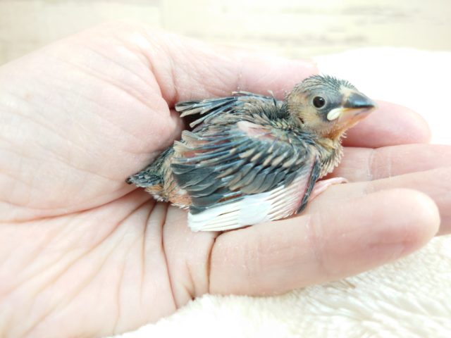すくすくと成長してますよ!!安定の人気モノ~~ 桜文鳥! おすすめですよ~~~ 桜文鳥