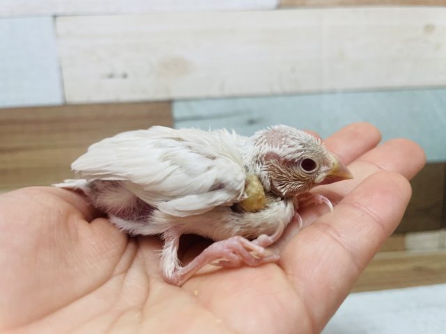 シルバーイノ文鳥