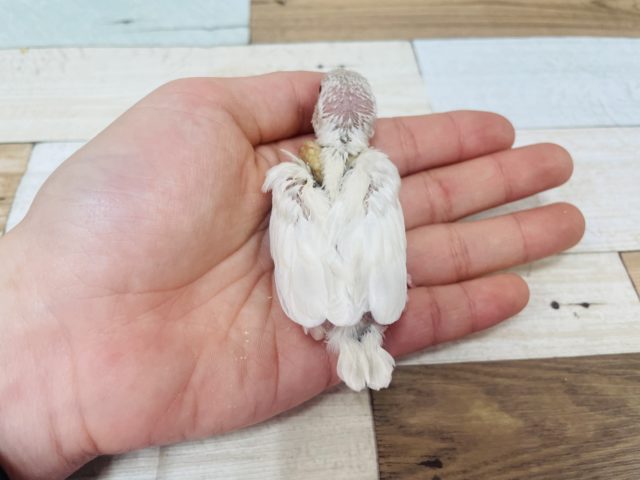 シルバーイノ文鳥