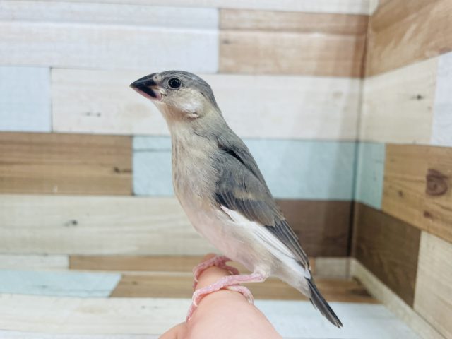 すくすくと成長してますよ!!安定の人気モノ~~ 桜文鳥! おすすめですよ~~~ 桜文鳥