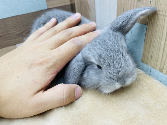 垂れ耳が可愛い男の子☆ロップイヤーラビットのチンチラカラー! ロップイヤーラビット