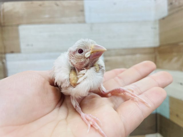 あまり見られません!!レアです!シルバーイノ文鳥!! シルバーイノ文鳥