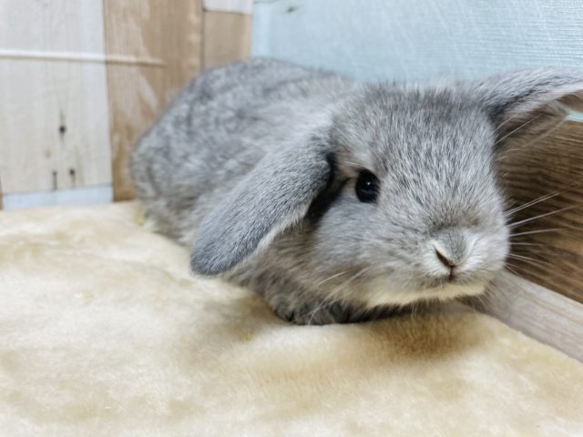 ロップイヤーラビット