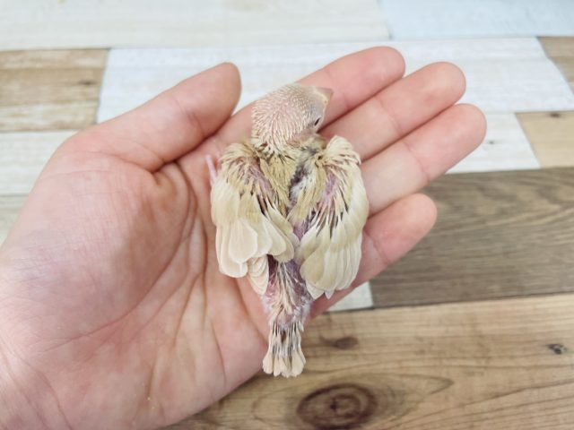 人気な文鳥さんが来てくれました♪ シナモン文鳥! シナモン文鳥