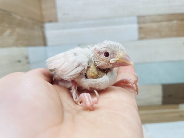 シルバーイノ文鳥